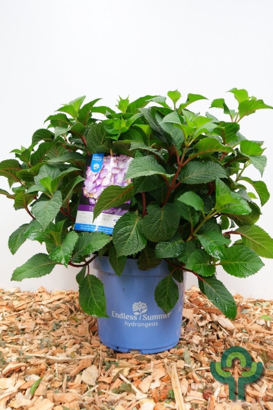 Hydrangea macr. Endless Summer