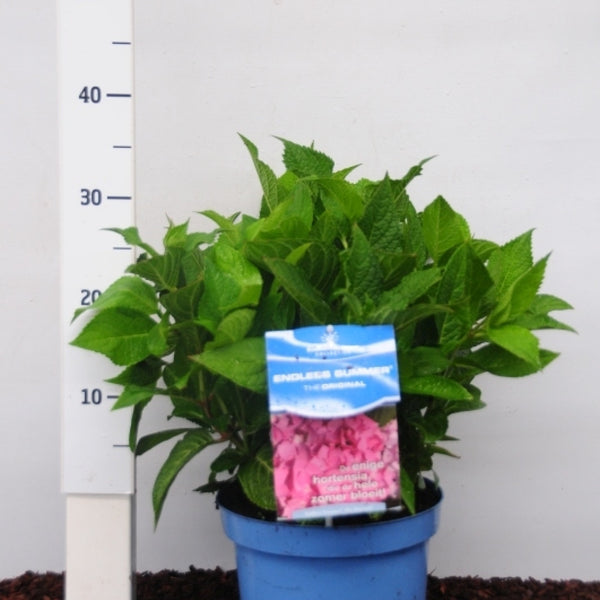 Hydrangea macr. Endl. Summer ® The Original - Pink