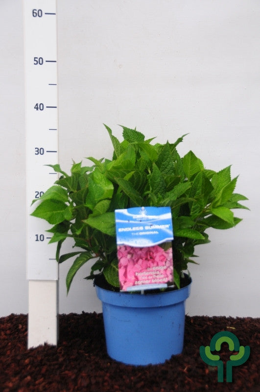Hydrangea macr. Endl. Summer ® The Original - Pink