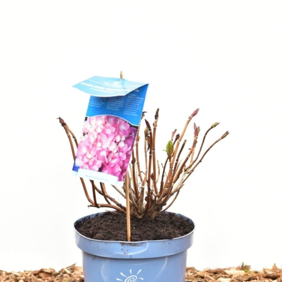 Hydrangea macr. Endl. Summer ® The Original - Pink