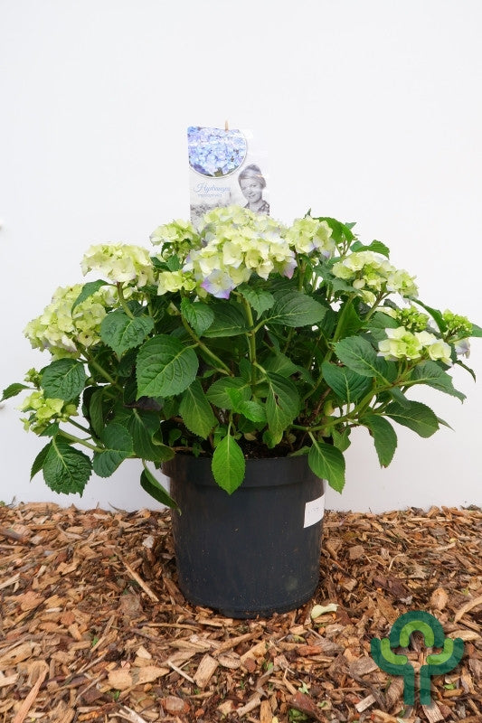 Hydrangea macrophylla in soorten / kleuren