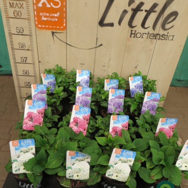 Hydrangea macrophylla 'Little Pink'