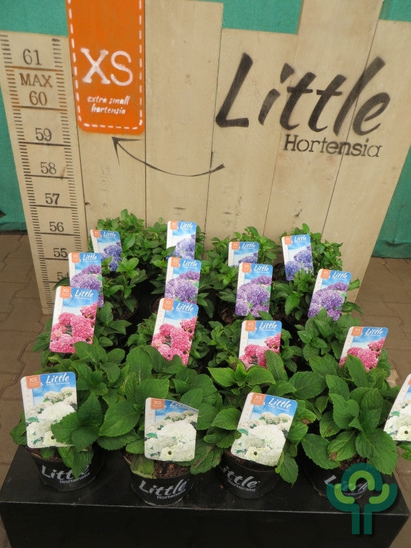 Hydrangea macrophylla 'Little Pink'