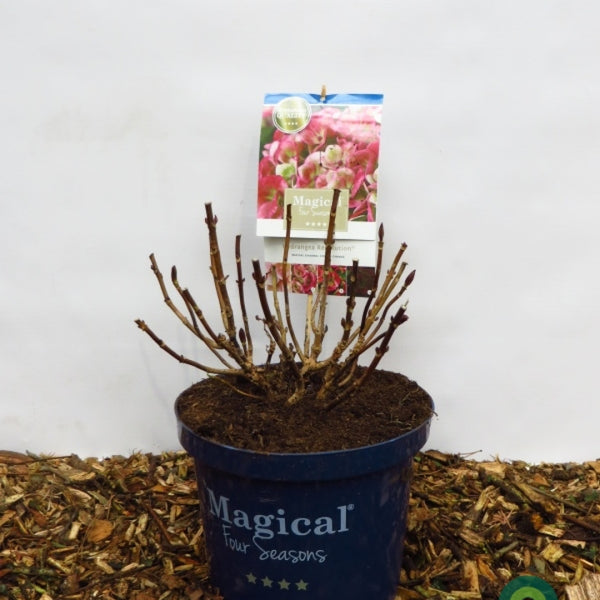 Hydrangea macrophylla Magical Revolution ®