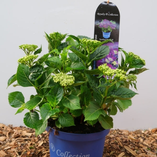 Hydrangea macrophylla Royalty Collection