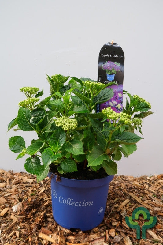 Hydrangea macrophylla Royalty Collection
