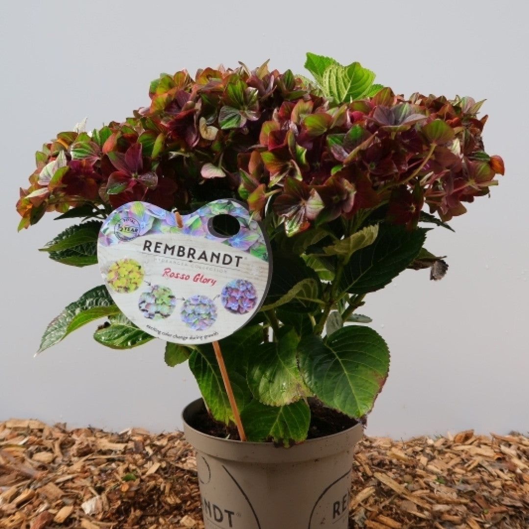 Hydrangea macrophylla 'Rembrandt'