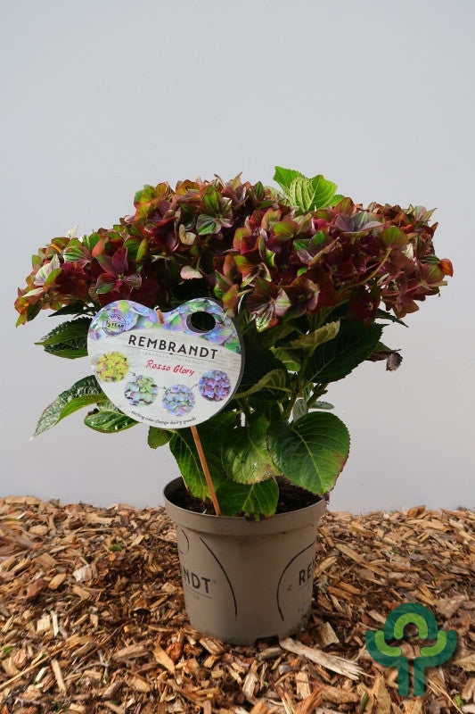 Hydrangea macrophylla 'Rembrandt'