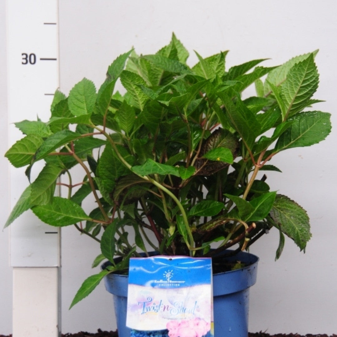 Hydrangea macr. Endl. Summ. 'Twist and Shout' ® - Blue