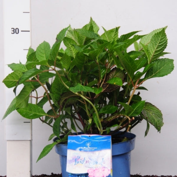Hydrangea macr. Endl. Summ. 'Twist and Shout' ® - Blue