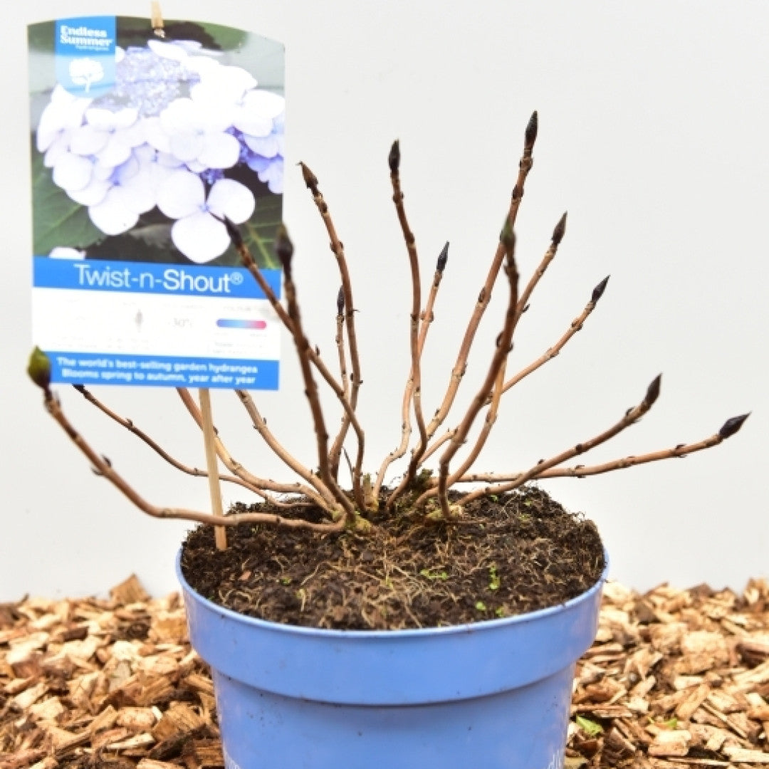 Hydrangea macr. Endl. Summ. 'Twist and Shout' ® - Blue
