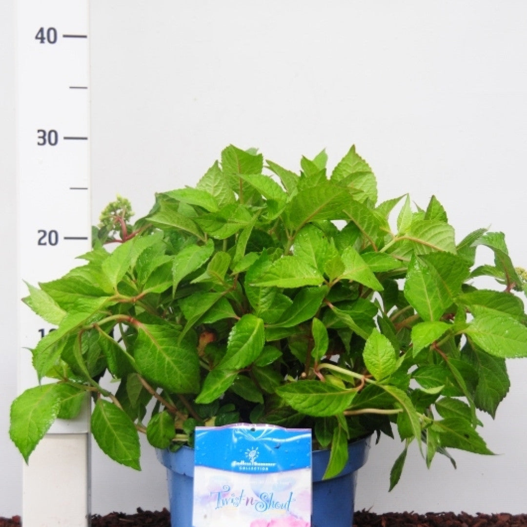 Hydrangea macr. Endl. Summ. 'Twist and Shout' ® - Pink