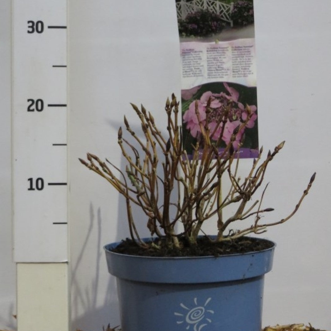 Hydrangea macr. Endl. Summ. 'Twist and Shout' ® - Pink