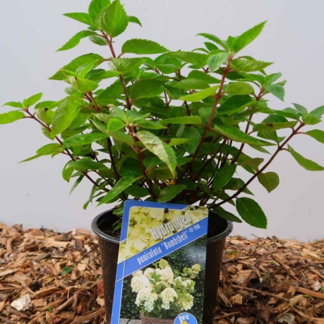 Hydrangea paniculata 'Bombshell' ®