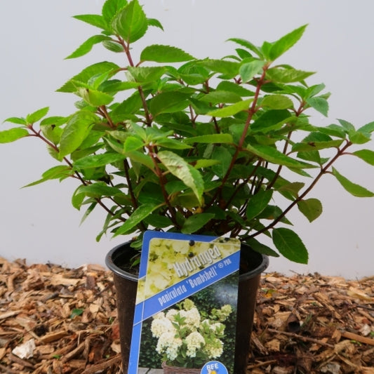 Hydrangea paniculata 'Bombshell' ®