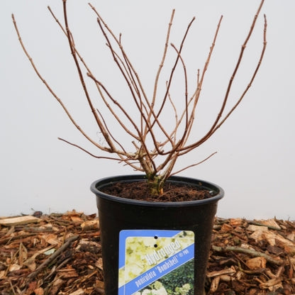 Hydrangea paniculata 'Bombshell' ®