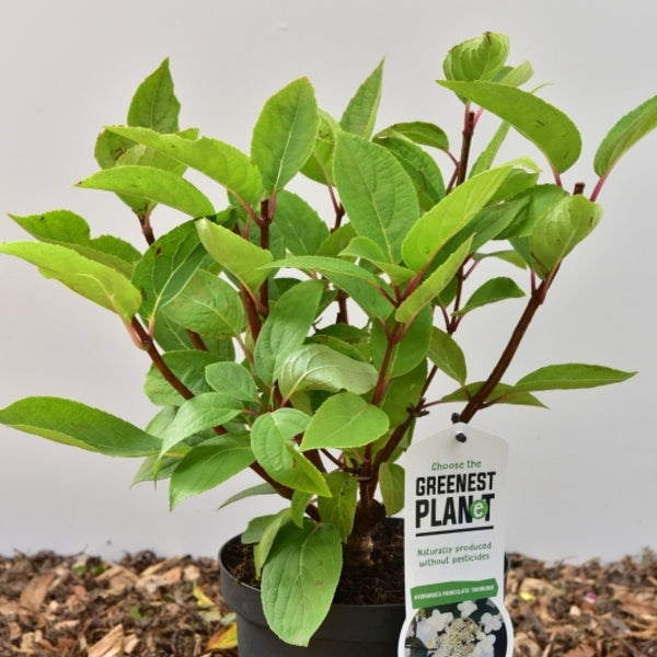 Hydrangea paniculata 'Dahruma'