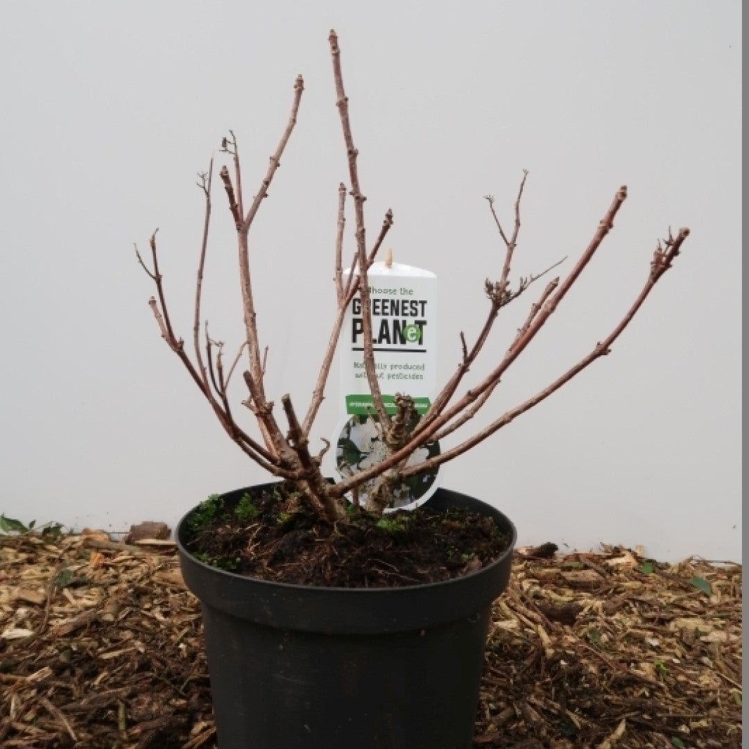 Hydrangea paniculata 'Dahruma'