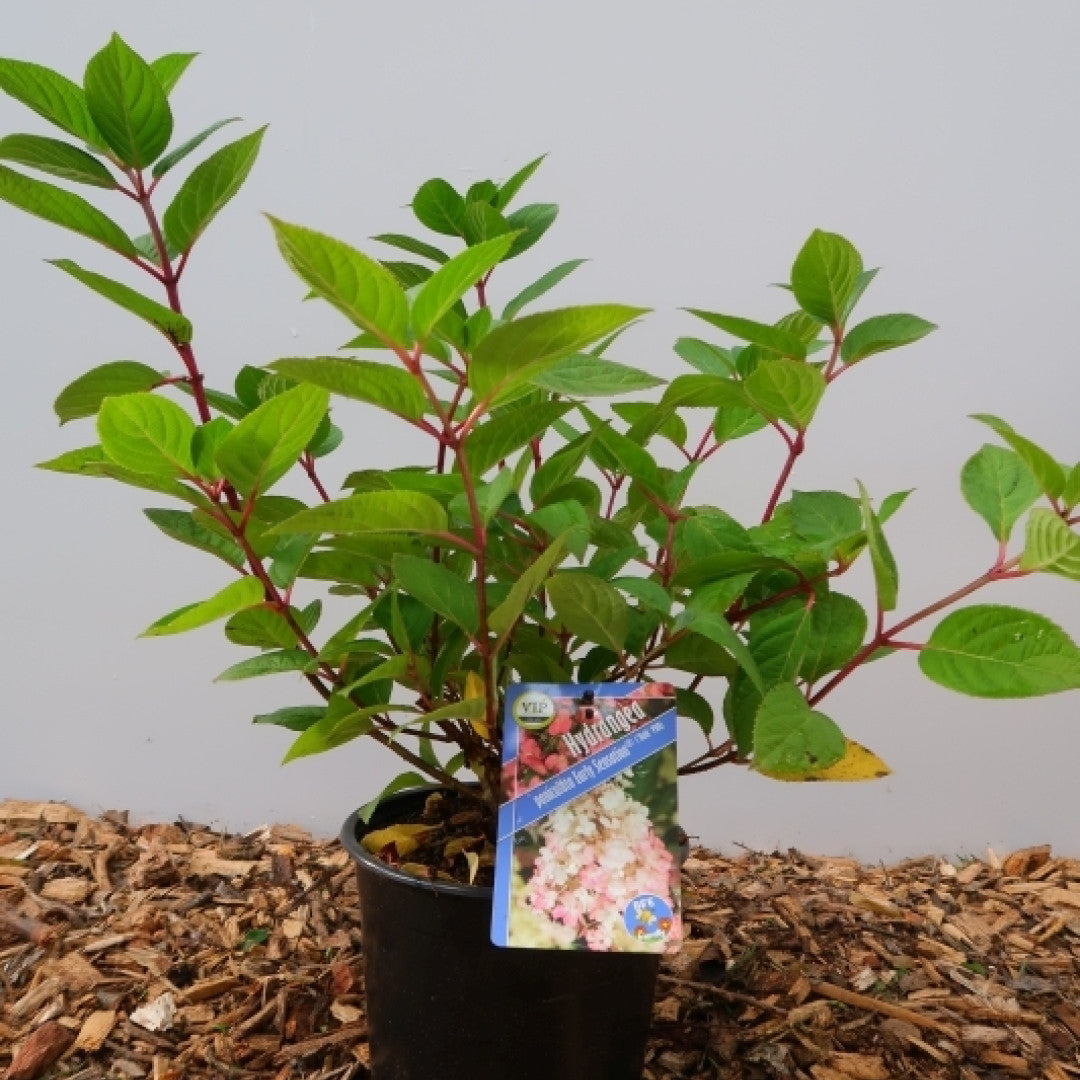 Hydrangea paniculata 'Early Sensation'