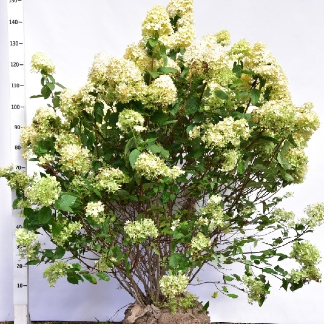 Hydrangea paniculata 'Limelight' ®