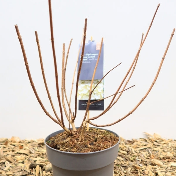 Hydrangea paniculata 'Living Little Blossum'®