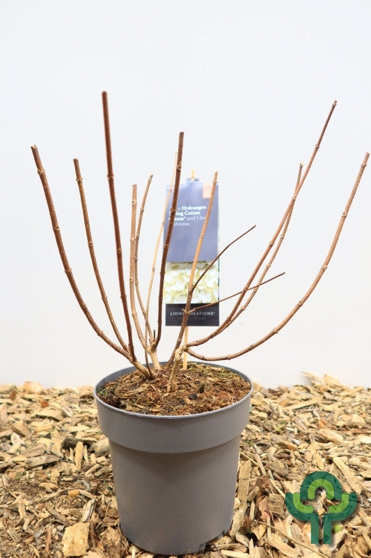Hydrangea paniculata 'Living Little Blossum'®