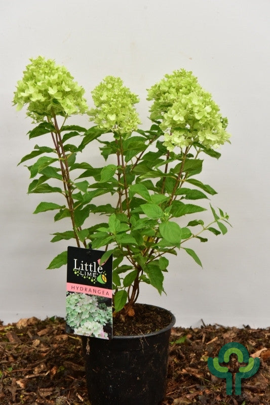 Hydrangea paniculata 'Little Lime' ®