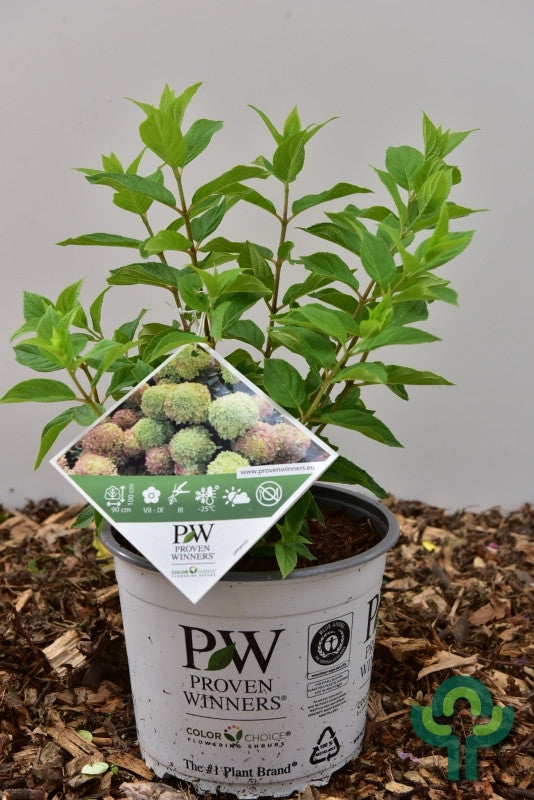 Hydrangea paniculata 'Little Lime' ®