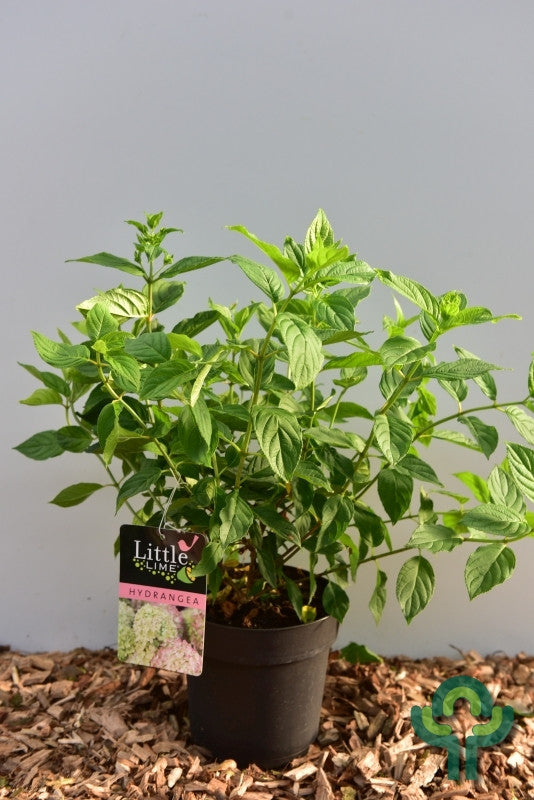 Hydrangea paniculata 'Little Lime' ®