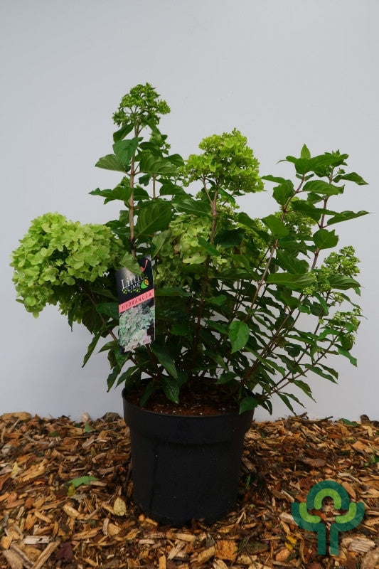 Hydrangea paniculata 'Little Lime' ®