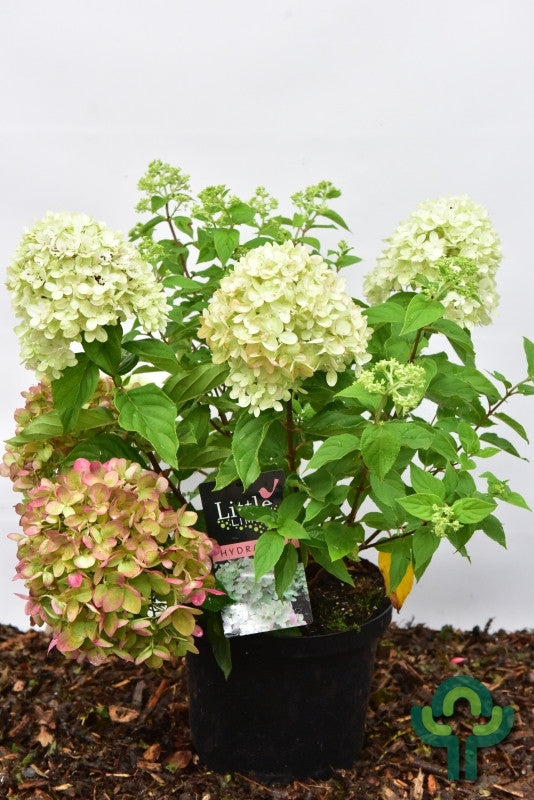 Hydrangea paniculata 'Little Lime' ®
