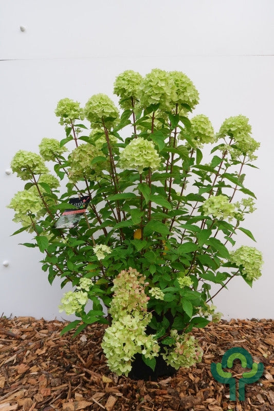Hydrangea paniculata 'Little Lime' ®