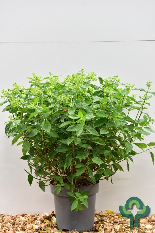 Hydrangea paniculata 'Little Lime' ®