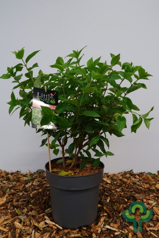 Hydrangea paniculata 'Little Lime' ®