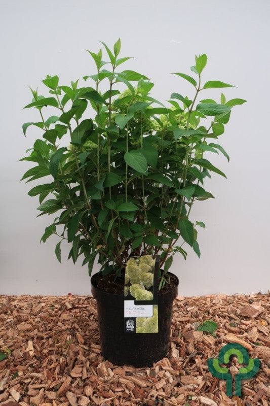 Hydrangea paniculata 'Magical Candle'