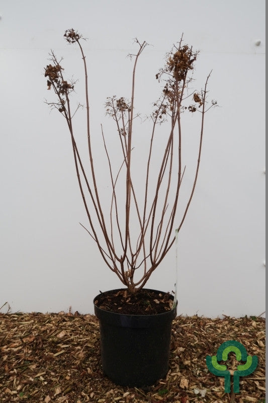 Hydrangea paniculata 'Magical Mont Blanc'