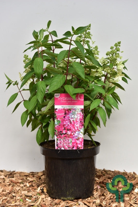 Hydrangea paniculata 'Magical Vesuvio'