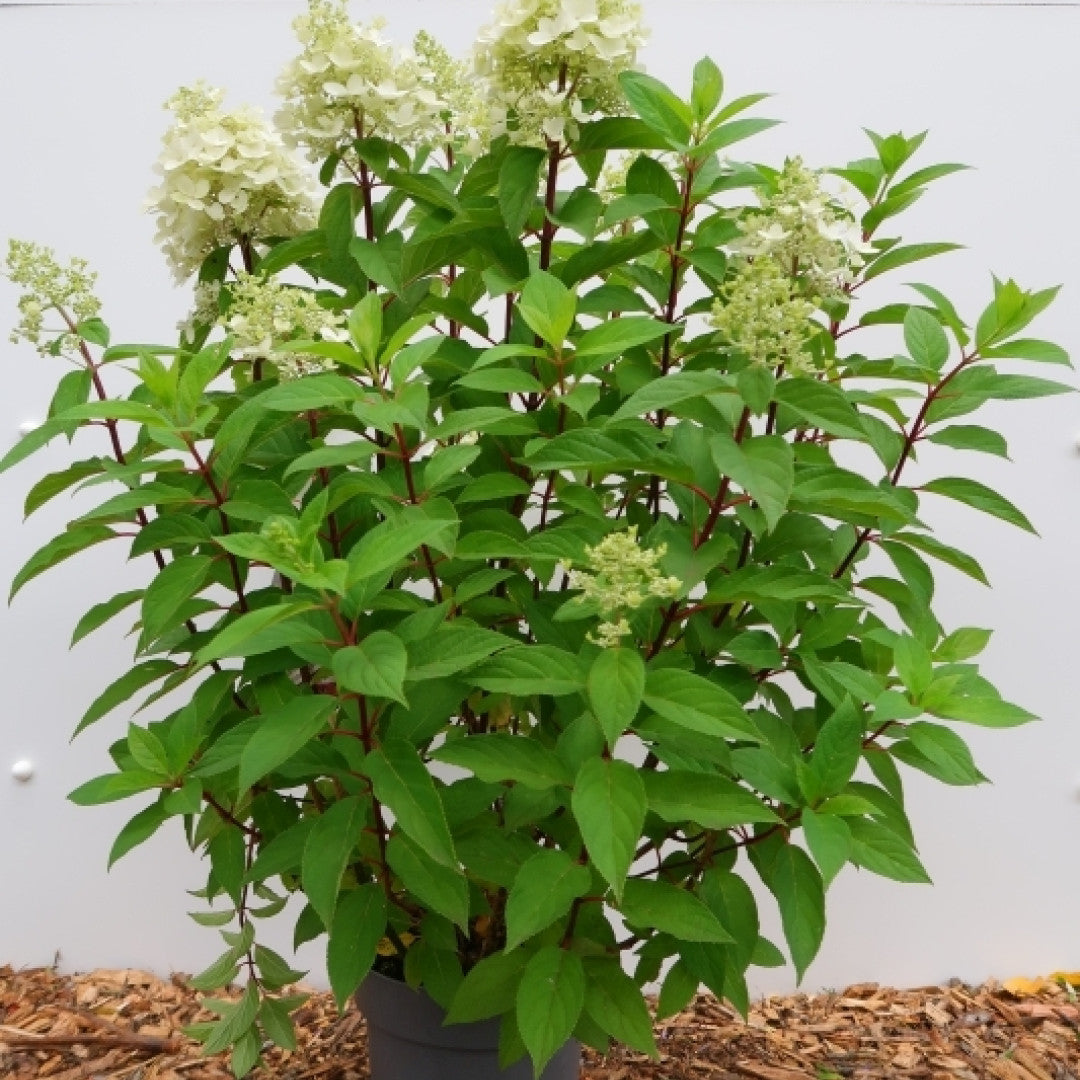 Hydrangea paniculata 'Pandria'