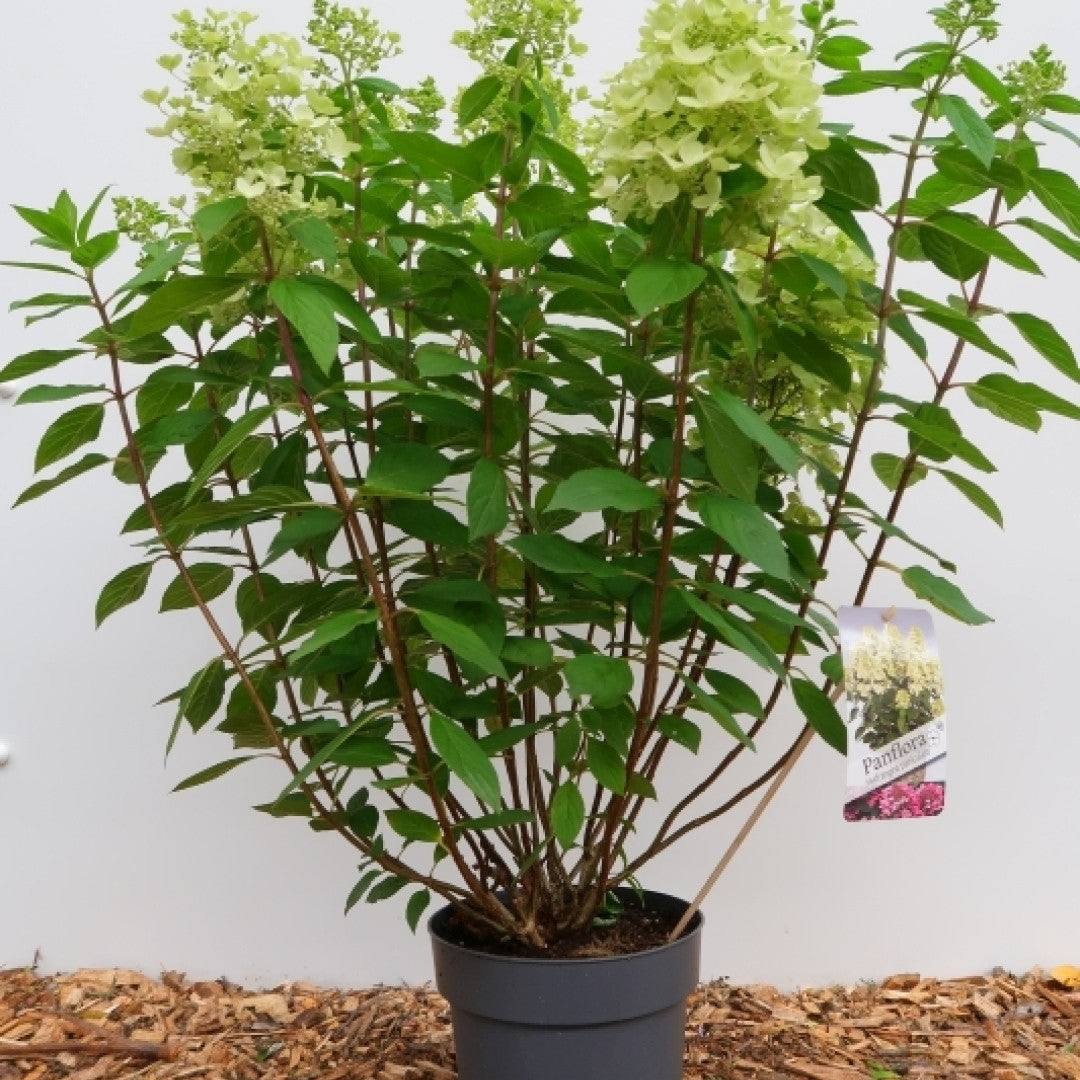 Hydrangea paniculata 'Panflora'