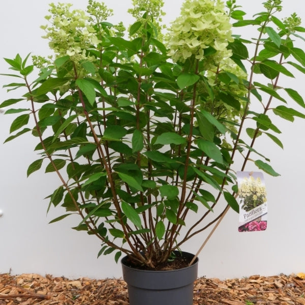Hydrangea paniculata 'Panflora'