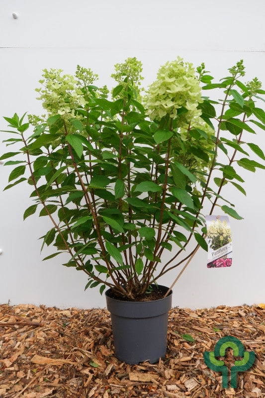 Hydrangea paniculata 'Panflora'