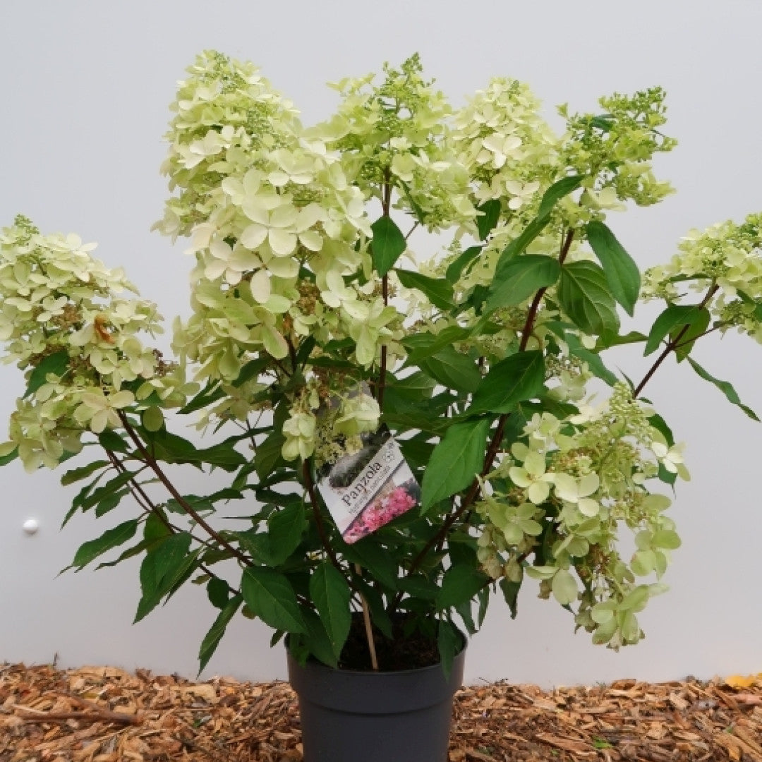 Hydrangea paniculata 'Panzola'