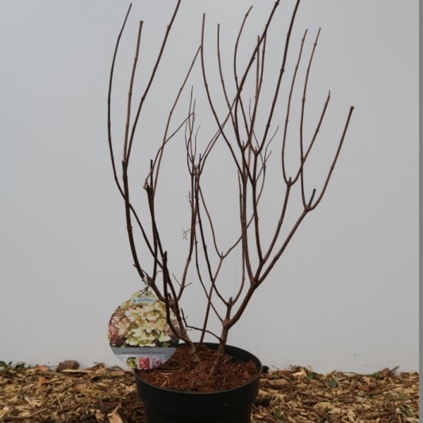 Hydrangea paniculata Pastelgreen ®