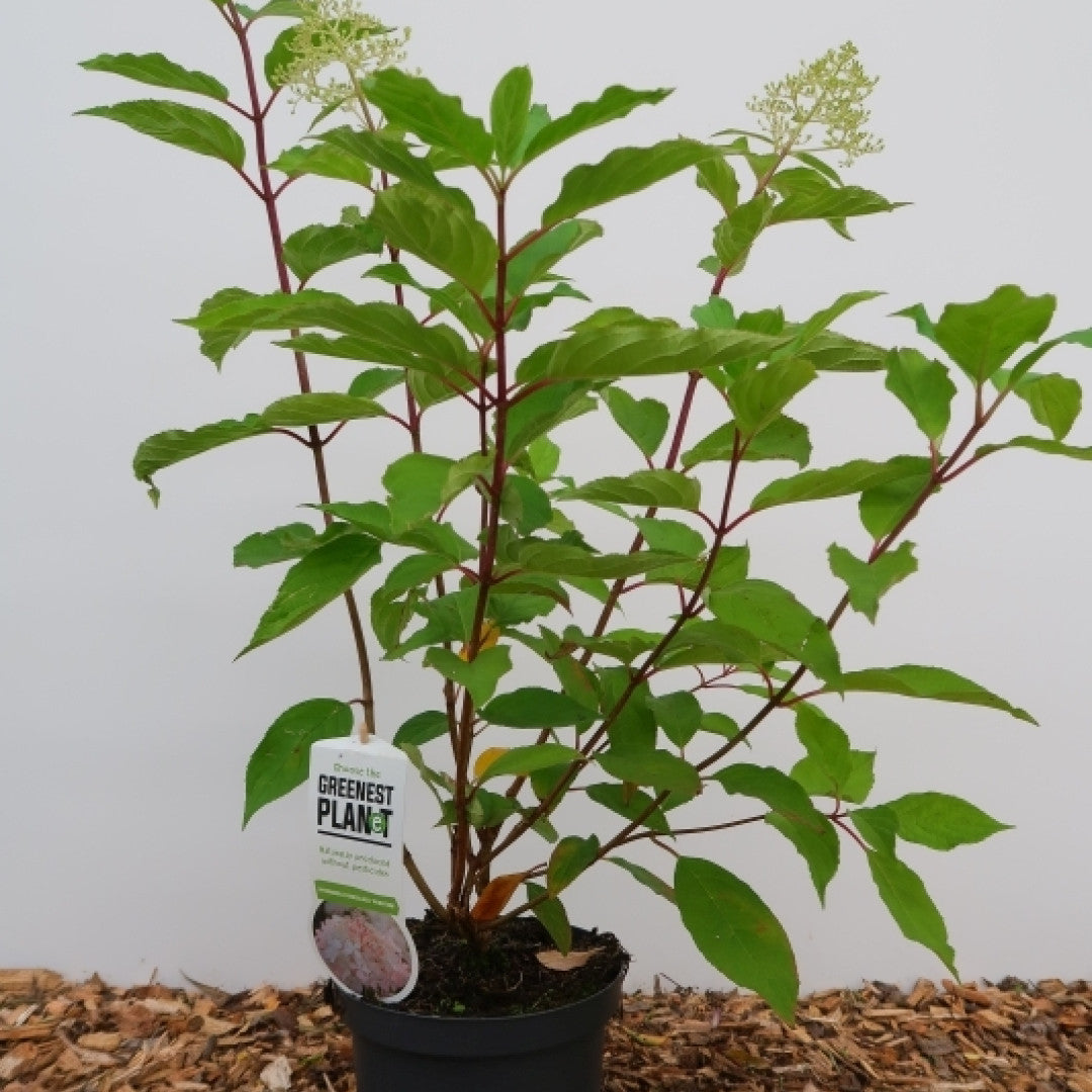 Hydrangea paniculata 'Phantom'