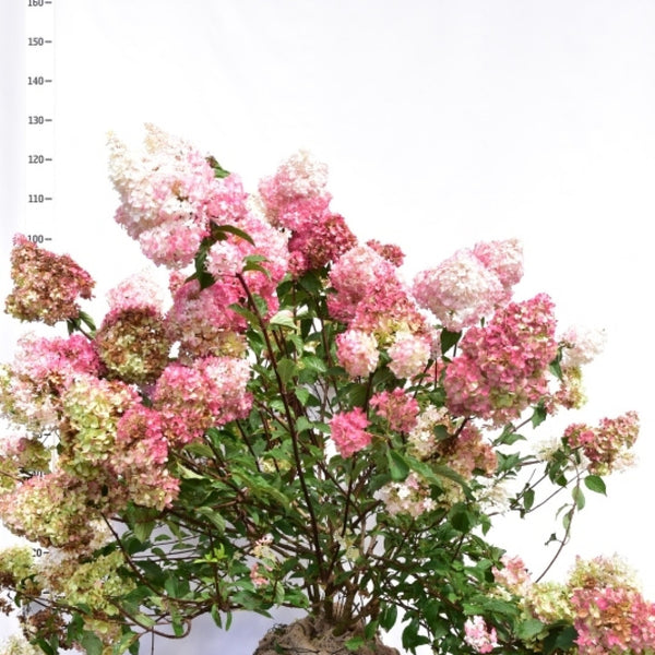 Hydrangea paniculata 'Pinky Winky'
