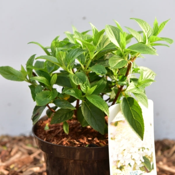 Hydrangea paniculata 'Silver Dollar'