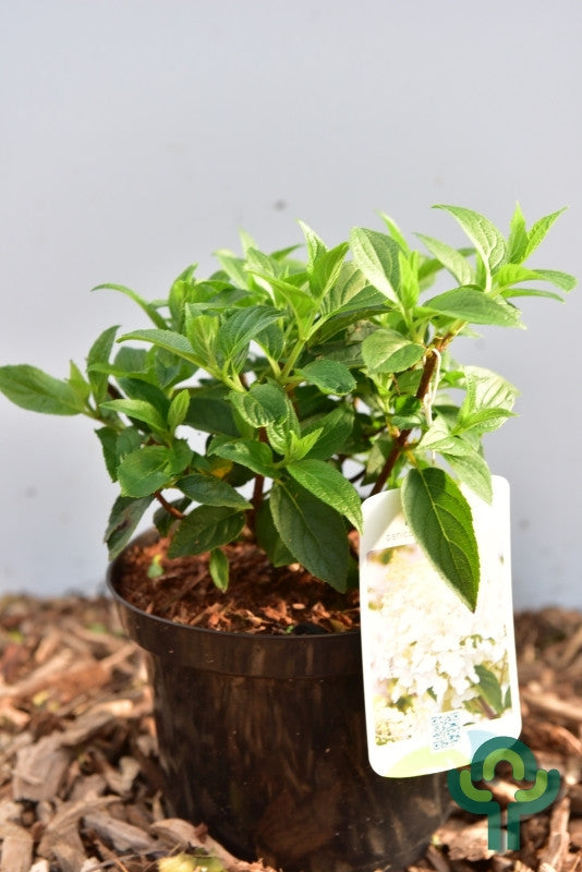 Hydrangea paniculata 'Silver Dollar'