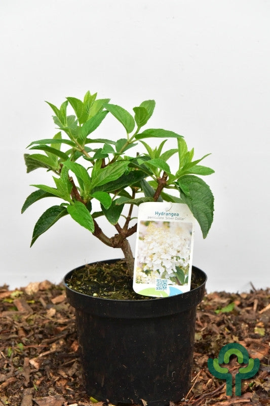Hydrangea paniculata 'Silver Dollar'