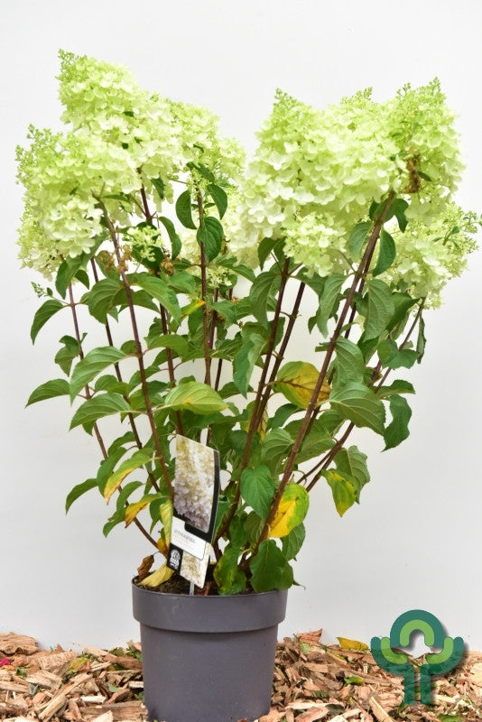 Hydrangea paniculata 'Silver Dollar'