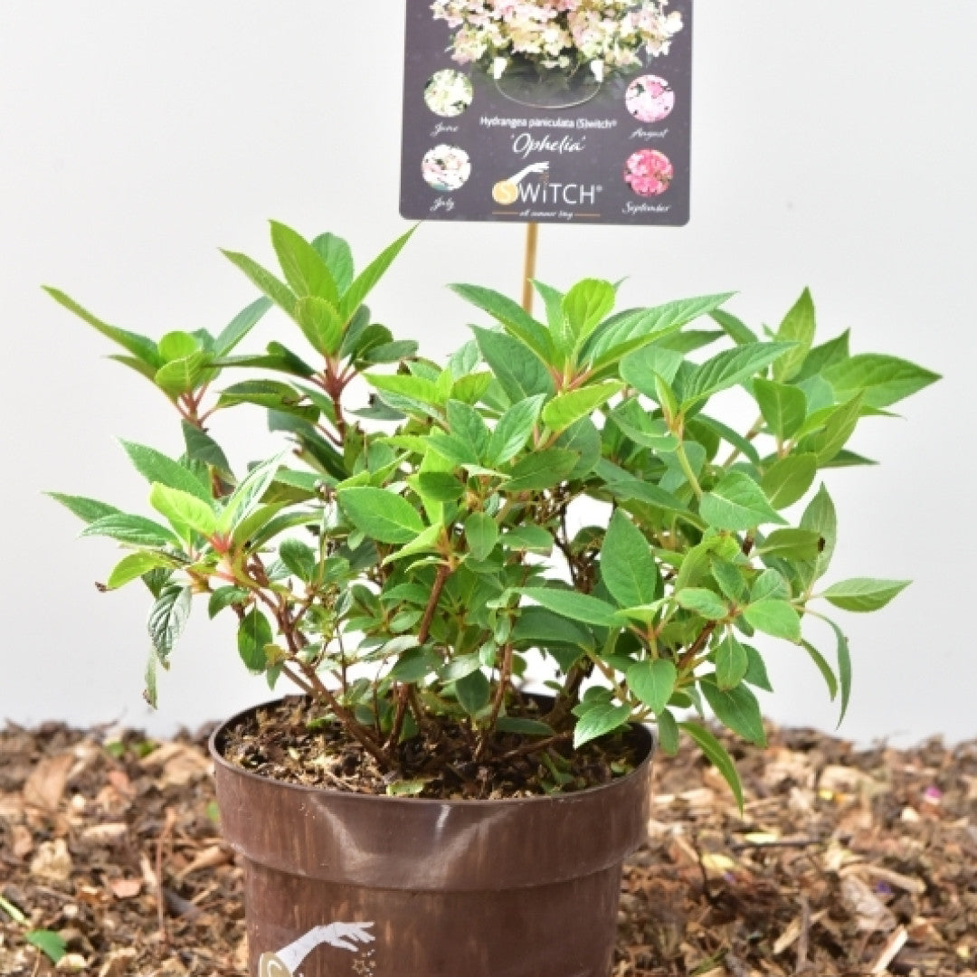 Hydrangea paniculata 'Switch Ophelia' ®
